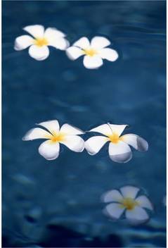 Retcomm Digi Art Wall White Frangipani Canvas 24 Inch X 36 Inch