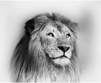 Pitaara Box Striking Black And White Lion Unframed Wall Art