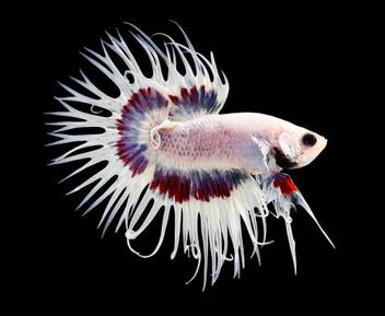 Pitaara Box Betta Fish Unframed Wall Art Painting Print Canvas 24