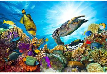 Coral Reef With Fishes And Sea Turtle Premium Poster Canvas Art