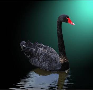 Black Swan On The Water Premium Poster Canvas Art Artzfolio Com