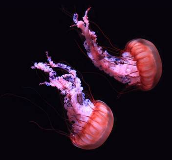 Jelly Fish In Red Color Premium Poster Canvas Art Artzfolio Com
