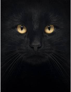 Artzfolio Black Cat Framed Art Print Canvas 15 6 Inch X 12 Inch Painting Price In India Buy Artzfolio Black Cat Framed Art Print Canvas 15 6 Inch X 12 Inch Painting Online At Flipkart Com