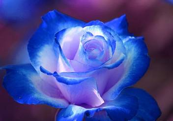 Saaheli Rose Blue Dragon Plant Seed Price In India Buy Saaheli Rose Blue Dragon Plant Seed Online At Flipkart Com Saaheli Rose Blue Dragon Plant Seed Price In India Buy Saaheli Rose Blue Dragon Plant Seed Online At Flipkart Com