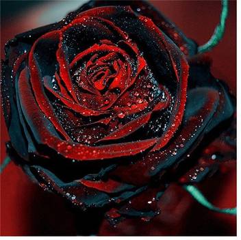 Vsquare Retail Attractive Bonsai Red Black Rose Plant Seed Price In India Buy Vsquare Retail Attractive Bonsai Red Black Rose Plant Seed Online At Flipkart Com
