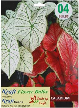 Kraft Seeds Caladium Flower Bulbs Pack Of 10 Bulbs Seed Price In India Buy Kraft Seeds Caladium Flower Bulbs Pack Of 10 Bulbs Seed Online At Flipkart Com