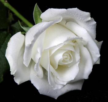 National Gardens White Rose Flower Seeds By National Gardens Seed Price In India Buy National Gardens White Rose Flower Seeds By National Gardens Seed Online At Flipkart Com