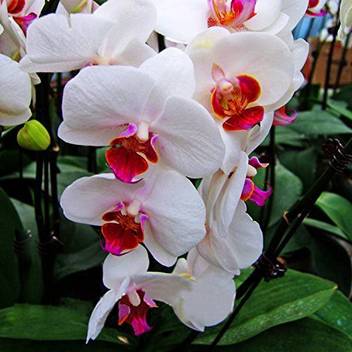 Futaba Butterfly Orchid Seed Price In India Buy Futaba Butterfly Orchid Seed Online At Flipkart Com