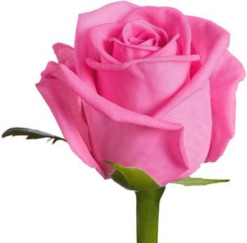 Nskon Beautiful Pink Rose Plant Seed Price In India Buy Nskon Beautiful Pink Rose Plant Seed Online At Flipkart Com