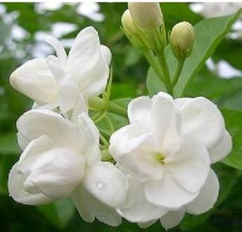 Rainbow Spring Seeds Jasmine Seed Price In India Buy Rainbow Spring Seeds Jasmine Seed Online At Flipkart Com