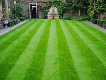 english lawn grass