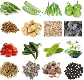 Alkarty Lady Finger Seed Bottle Gourd Seed Green Brinjal Seed Bitter Gourd Seed Tomato Seed Ridge Gourd Seed Tinda Seed Lotus Seed Seed Price In India Buy Alkarty Lady Finger Seed It indicates a way to close an interaction, or. alkarty lady finger seed bottle gourd seed green brinjal seed bitter gourd seed tomato seed ridge gourd seed tinda seed lotus seed seed