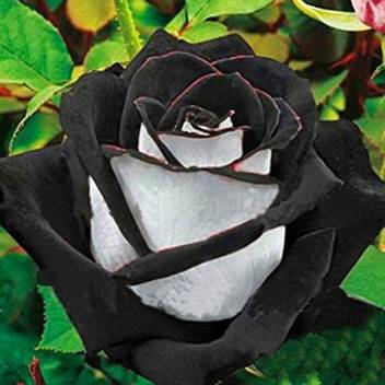 Futaba Rare White And Black Rose Seeds Seed Price In India Buy Futaba Rare White And Black Rose Seeds Seed Online At Flipkart Com