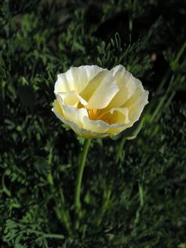 Seedlings India California Poppy White Seed Price In India Buy