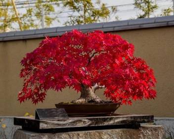Vsquare Retail Beautiful Imported Japanese Red Maple Bonsai Tree Seed Price In India Buy Vsquare Retail Beautiful Imported Japanese Red Maple Bonsai Tree Seed Online At Flipkart Com