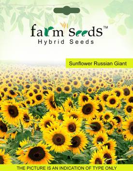 Farm Seeds Sunflower Seed Price In India Buy Farm Seeds Sunflower Seed Online At Flipkart Com