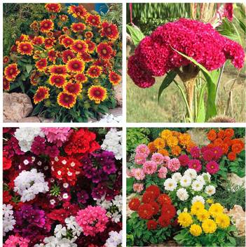 Winter Flower Seeds Online India لم يسبق له مثيل الصور Tier3 Xyz