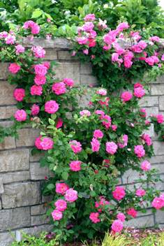 Saaheli Climbing Pink Rose Plant Seed Price In India Buy Saaheli Climbing Pink Rose Plant Seed Online At Flipkart Com