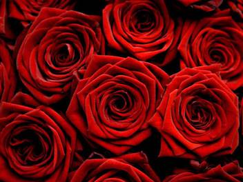 National Gardens Red Rose Flower Seeds By National Gardens Seed Price In India Buy National Gardens Red Rose Flower Seeds By National Gardens Seed Online At Flipkart Com