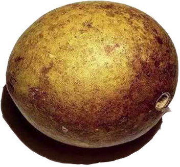 10 Unit Seeds For Aegle Marmelos Bel Tree Bilva Patra Seeds