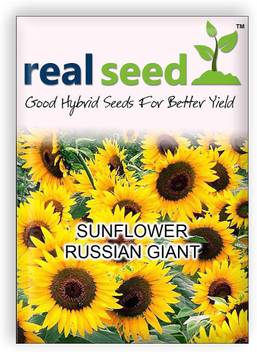 Real Seed Sunflower Russian Giant Flower Seed Price In India Buy Real Seed Sunflower Russian Giant Flower Seed Online At Flipkart Com