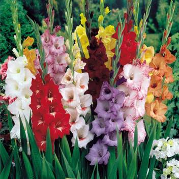 Agricart Gladiolus Flower Bulbs Mix Seed Price In India Buy Agricart Gladiolus Flower Bulbs Mix Seed Online At Flipkart Com