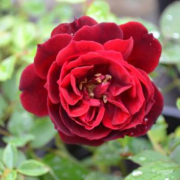 Rainbow Spring Seeds Rose Seed Price In India Buy Rainbow Spring Seeds Rose Seed Online At Flipkart Com