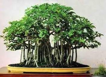 Naturo Imported banya tree Bonsai Seed Price in India - Buy Naturo Imported banya tree Bonsai Seed online at Flipkart.com Naturo Imported banya tree Bonsai Seed Price in India - Buy Naturo Imported banya tree Bonsai Seed online at Flipkart.com