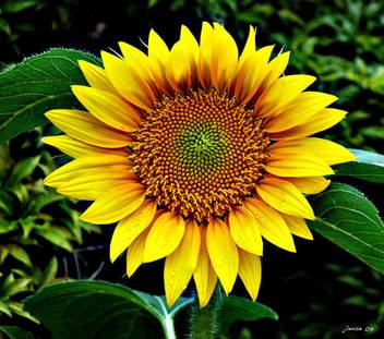 Airex Sunflower Seed Price In India Buy Airex Sunflower Seed Online At Flipkart Com