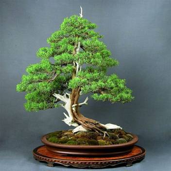Rainbow Spring Seeds Juniper Bonsai Seed Price In India Buy Rainbow Spring Seeds Juniper Bonsai Seed Online At Flipkart Com