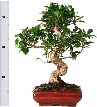 Naturo Bonsai Banyan Tree Seed Price In India Buy Naturo Bonsai Banyan Tree Seed Online At Flipkart Com