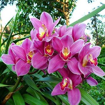 Priyathams Cymbidium Orchid Bonsai Plant Seed Price In India Buy Priyathams Cymbidium Orchid Bonsai Plant Seed Online At Flipkart Com