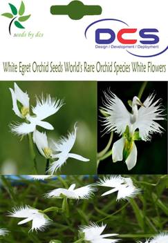 Dcs 006 White Egret Orchid Seeds World S Rare Orchid Species White Flowers 8 Seeds Per Pack Seed Price In India Buy Dcs 006 White Egret Orchid Seeds World S Rare Orchid Species