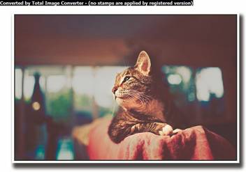 Athah Poster Vintage Photography Cat Paper Print Animals Posters