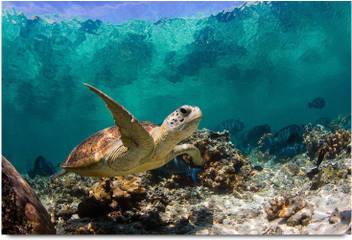 Sea Turtle Paper Print Animals Posters In India Buy Art Film