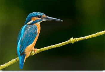 Beautiful Neelkanth Bird Paper Print