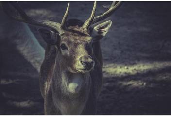 Athah Poster Deer With Horns Print Paper Print Quotes