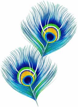 Tallenge Peacock Feathers A3 Size Rolled Poster Paper Print Religious Posters In India Buy Art Film Design Movie Music Nature And Educational Paintings Wallpapers At Flipkart Com