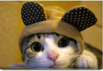 Cute Cat With Big Eyes Paper Print Animals Posters In India