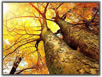 Autumn Trees Fall 0391 Poster Photographic Paper Abstract