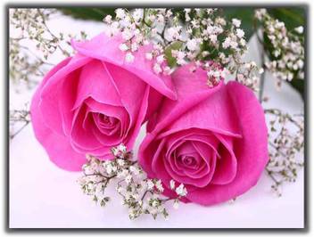 Pink Rose For Love 0691 Poster Photographic Paper Abstract