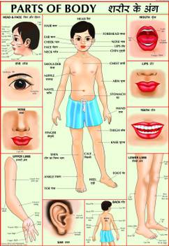Human Body Parts For Children Paper Print Children Posters In