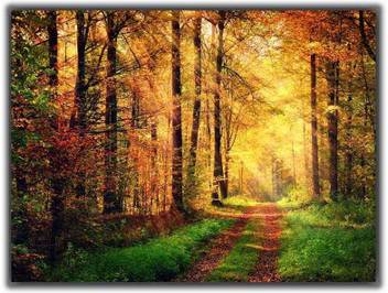 Autumn Forest Scenery 0389 Poster Photographic Paper Abstract