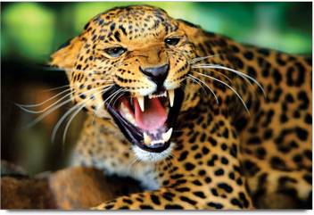 Amy Jaguar Animal 3d Poster Nature Posters In India Buy Art