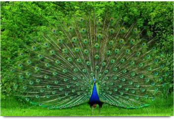 Beautiful Dancing Peacock Paper Print Animals Posters In India