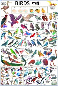 Birds Chart for Children Paper Print - Children posters in India - Buy art,  film, design, movie, music, nature and educational paintings/wallpapers at  Flipkart.com