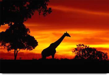 Giraffe Shadow At Sunset Paper Print Animals Posters In India