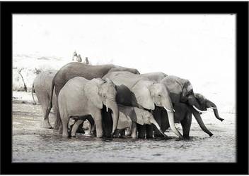 A Herd Of African Elephants Framed Art Print Paper Print