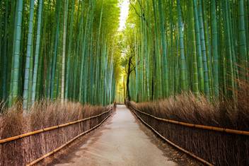 Feng Shui Bamboo Art Canvas Art Decorative Posters In India