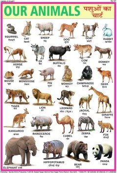Farm Animals Pictures With Names Chart